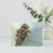 トンボのクローズアップ ポストカード (スタンド正面)