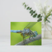 トンボのポストカード。 ポストカード (スタンド正面)