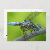 トンボのポストカード。 ポストカード (正面/裏面)