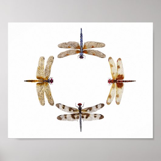 トンボの丸ポスター3 ポスター (正面)