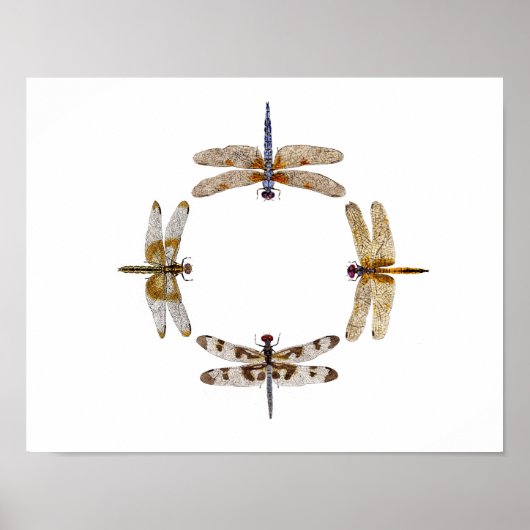 トンボの丸ポスター3 ポスター (正面)