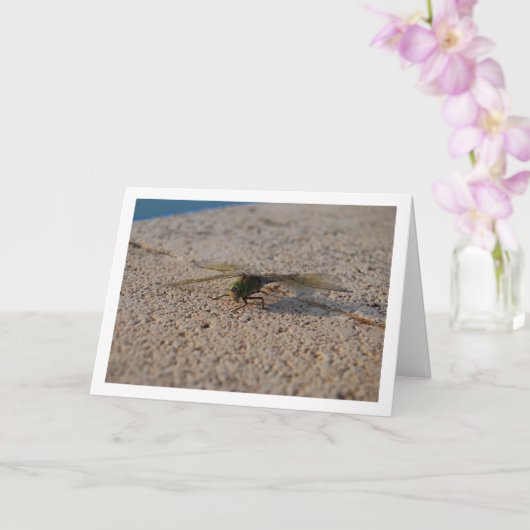 トンボの肖像 カード (蘭)