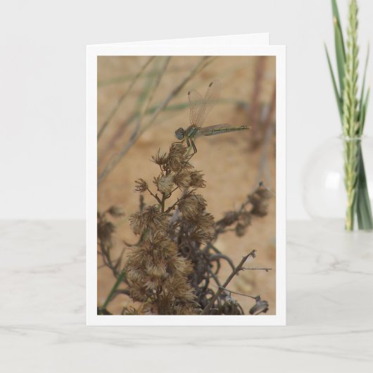 トンボの肖像 カード (正面)