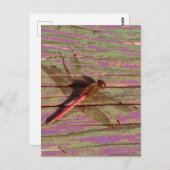 トンボカラフルイ ポストカード (正面/裏面)