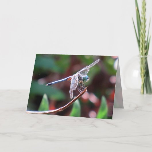 トンボグリーティングカード カード (正面)