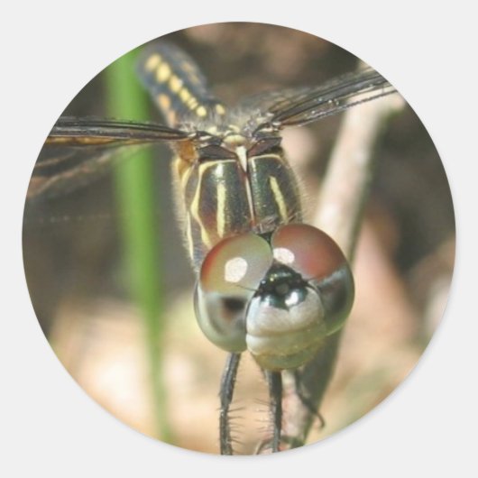 「トンボスマイル」ステッカーシート ラウンドシール (正面)