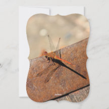 トンボデザインと茶色