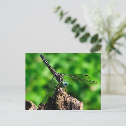 トンボマクロ自然写真はがき ポストカード (スタンド正面)