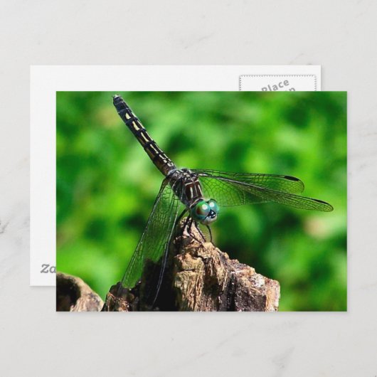 トンボマクロ自然写真はがき ポストカード (正面/裏面)