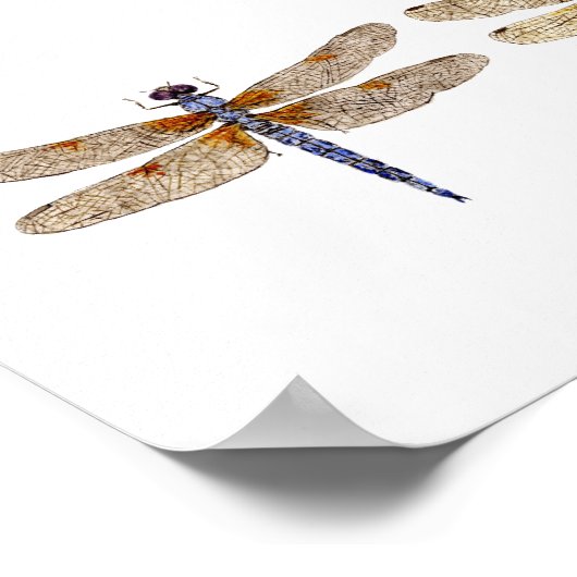 トンボ五 ポスター (角)