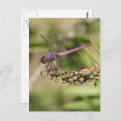 トンボ写真はがき ポストカード (正面/裏面)