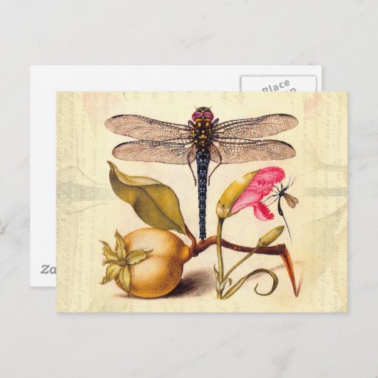 トンボ植物性自然野生生物 ポストカード (正面/裏面)