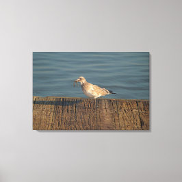 トンボ漁のカモメ | 熱帯写真 キャンバスプリント