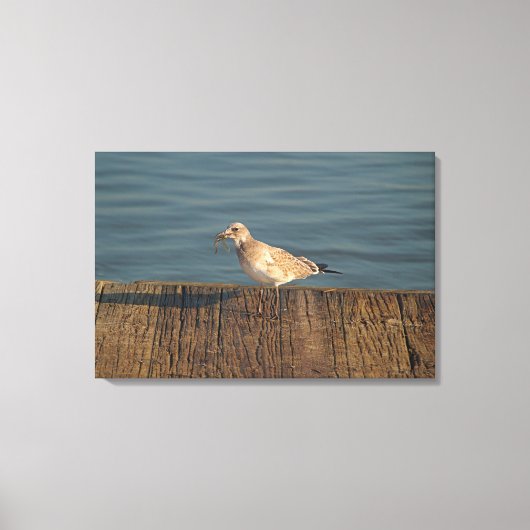 トンボ漁のカモメ | 熱帯写真 キャンバスプリント (正面)