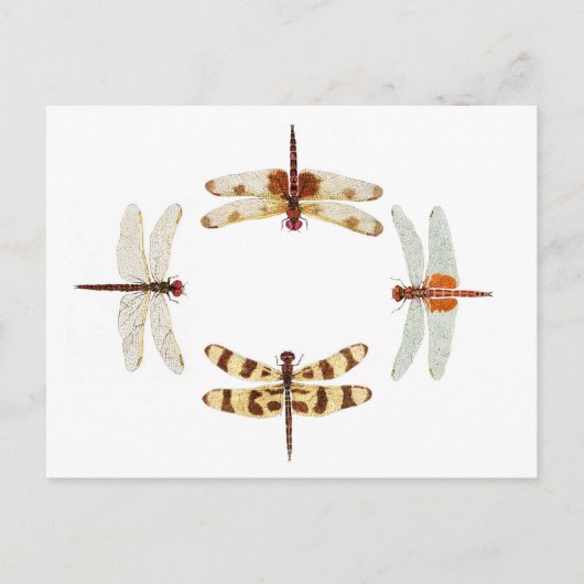 トンボ環 ポストカード (正面)