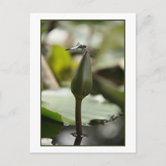 トンボ用はがき ポストカード (正面)