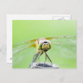 トンボ科(Sympelum infuscatum) ポストカード (正面/裏面)