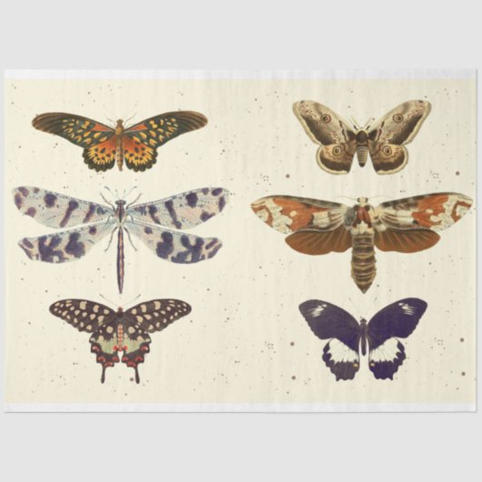 トンボ蝶の蛾のdecompageTissue紙 薄葉紙 (正面)