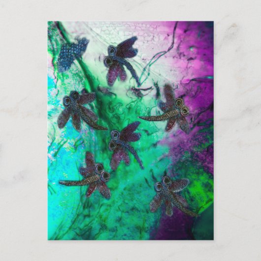 トンボ魔法 ポストカード (正面)