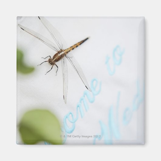 トンボ4 マグネット (正面)