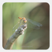 トンボ5 スクエアシール (正面)