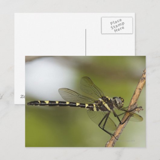トンボ5 ポストカード (正面/裏面)