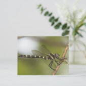 トンボ5 ポストカード (スタンド正面)