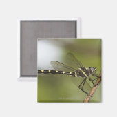 トンボ5 マグネット (正面/裏面)