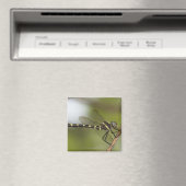 トンボ5 マグネット (インサイチュ (食洗機))