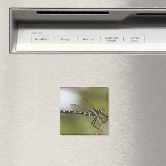 トンボ5 マグネット (インサイチュ (食洗機))