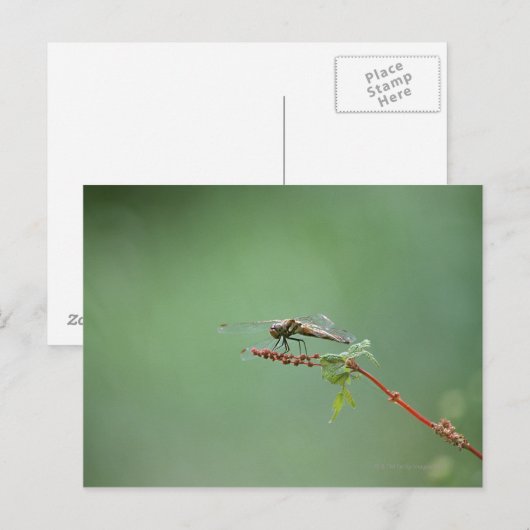 トンボ6 ポストカード (正面/裏面)
