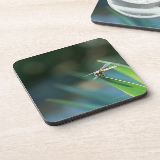 トンボ コースター (左側)