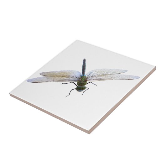 トンボ タイル (側面)