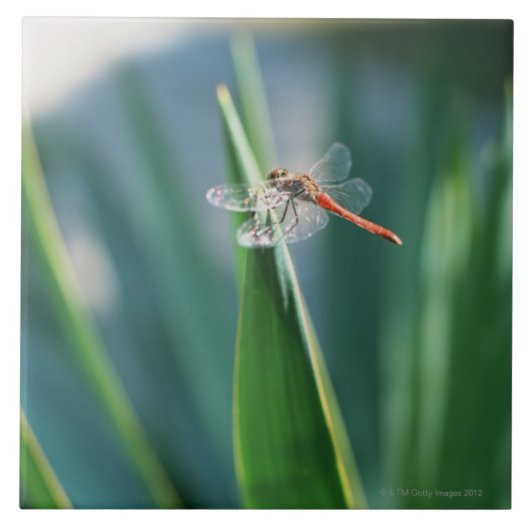 トンボ タイル (正面)
