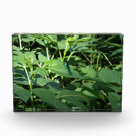 トンボ フォトブロック