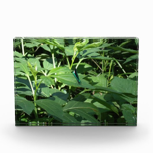 トンボ フォトブロック (正面)