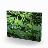 トンボ フォトブロック (右)