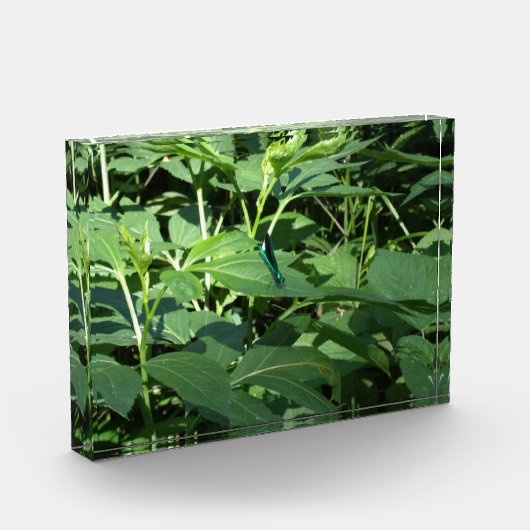 トンボ フォトブロック (左)