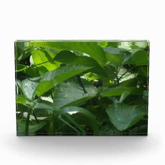 トンボ フォトブロック (正面)