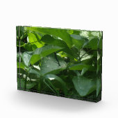 トンボ フォトブロック (右)