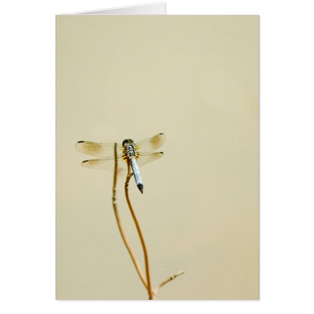 トンボ(ブランク) (正面)