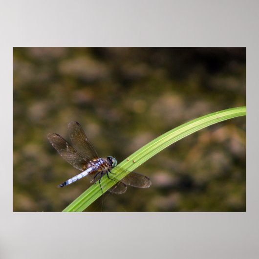 トンボ ポスター (正面)