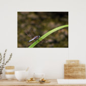 トンボ ポスター (キッチン)