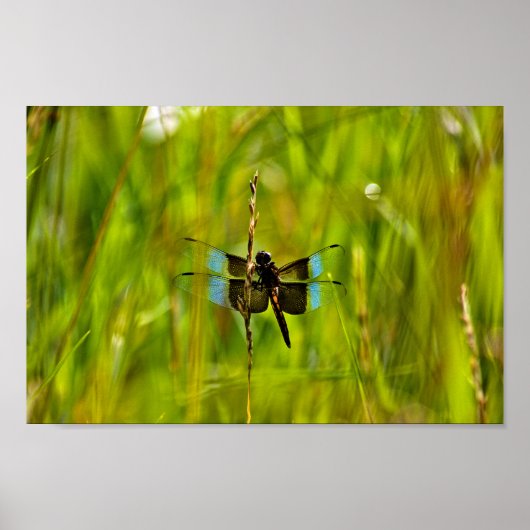 トンボ ポスター (正面)