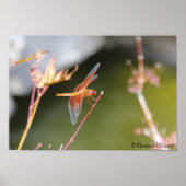 トンボ ポスター (正面)