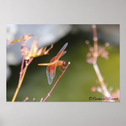 トンボ ポスター (正面)