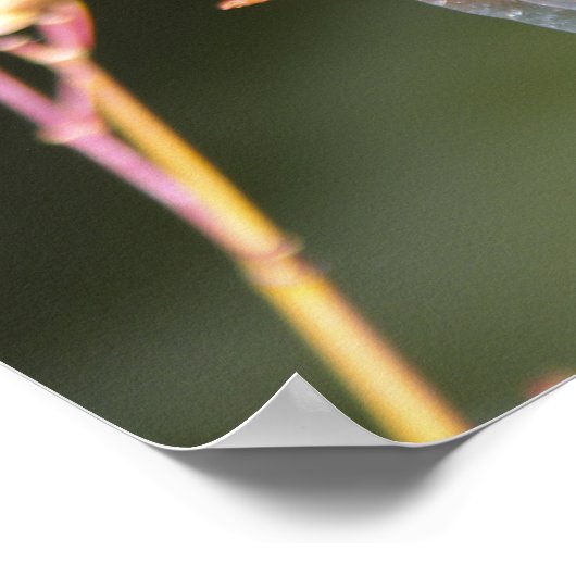 トンボ ポスター (角)