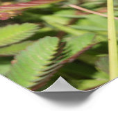 トンボ ポスター (角)