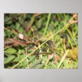 トンボ ポスター (正面)