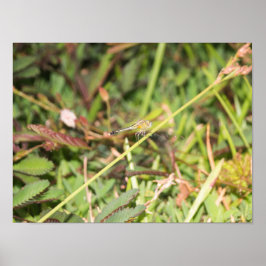 トンボ ポスター